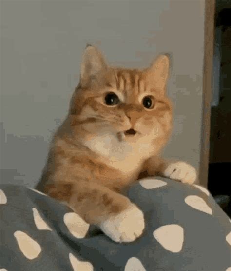 gatita gif|gato gatito gifs.